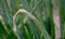 Mana cepei Mana cepei